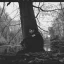 Lycanthropy’s Spell